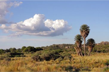 Пейзаж с пальмами. Аргентина