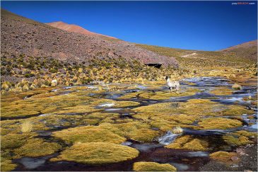 Лама среди среди холмов плато Альтиплано. Боливия