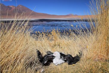 Птичка на берегу озера Лагуна Эдионда в Андах. Боливия