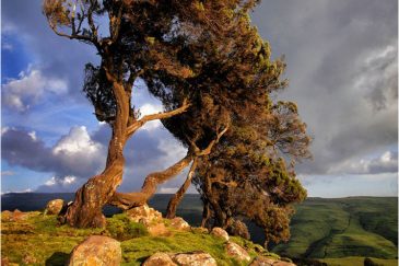 Одинокое дерево в горах Сымен