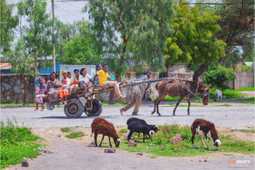 Тяжелая повозка в городишке Циуэй. Южная Эфиопия