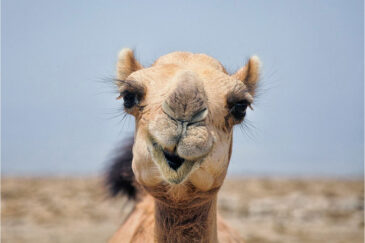 Улыбка верблюда в пустыне Афар