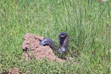 Черношеяя африканская кобра, выползающая из норы в нац. парке Серенгети