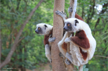 Лемуры (Сифаки Кокереля) в парке на окраине столицы Мадагаскара Антананариву