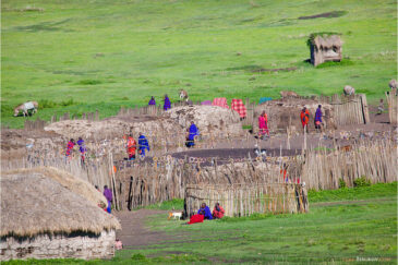 Деревня племени Масаи в заповеднике Нгоронгоро