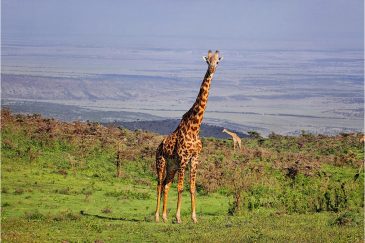 Жираф на просторах заповедника Нгоронгоро