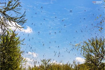 Ужасный лес с пауками на острове Дебре Сина на оз. Циуэй