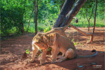 Игры молодых львов в частном заповеднике у водопада Виктория