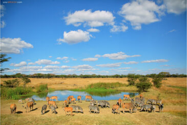 Зебры и антилопы в заповеднике Мукувиси