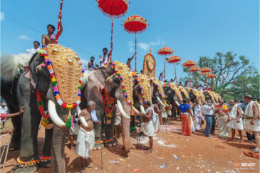 Фестиваль слонов Триссур Пурам в штате Керала
