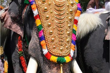 Наряженный слон на фестивале Триссур Пурам в штате Керала. Индия
