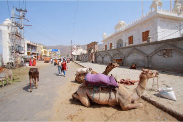 Парковка верблюдов в Пушкаре, Раджастан. Индия