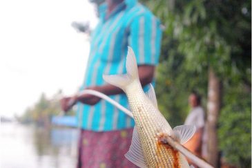 Некоторые рыбаки Кералы ловят рыбу с помощью пики или копья. Индия
