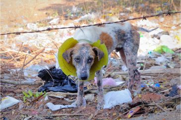 Печальный пес на мусорке в поселке Ауробич. Штат Тамилнаду. Индия