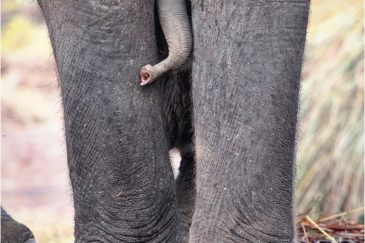 Слоновья семья в нац. парке Читван