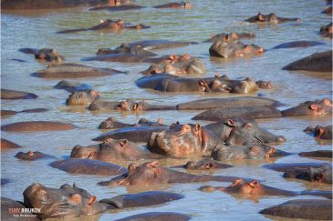 Бегемоты в водах реки Грумети в нац. парке Серенгети