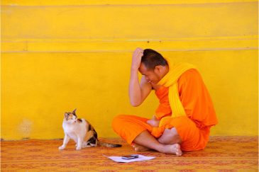 Монастырская кошка во Вьентьяне