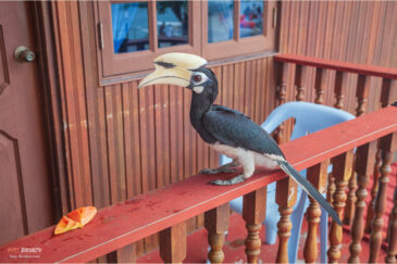 Птица-носорог на балконе нашей гостиницы на острове Пангкор