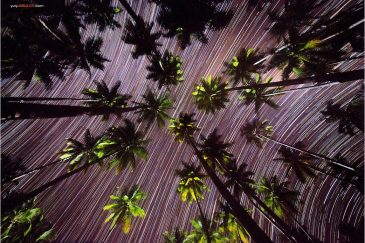 Пальмы и звезды на острове Гам. Архипелаг Раджа-Ампат