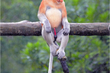 Одинокий самец носатой обезьяны в заповеднике Лабук Бей на острове Борнео