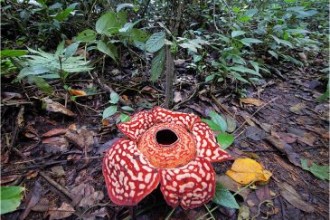 Самый большой в мире цветок - раффлезия на острове Борнео