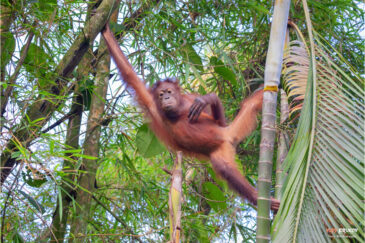 Орангутан в лесу острова Борнео (Калимантан) в провинции Сабах