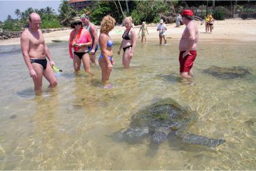 Русские туристы и океанская черепаха на пляже Хиккадува