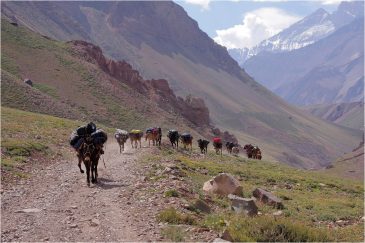 В Андах грузы перевозят караванами мулов. Аргентина