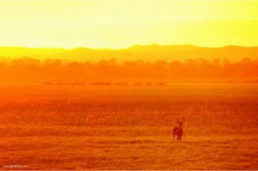 Антилопа в золотом свете в нац. парке Ливонде. Малави
