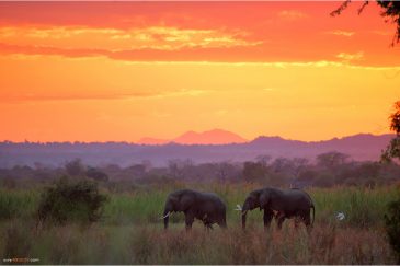 Дикие слоны вечером пришли к кемпингу возле нац. парка Ливонде. Малави