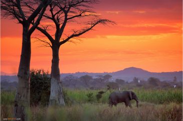 Дикий слон на закате возле кемпинга Bushmen Baobab. Малави