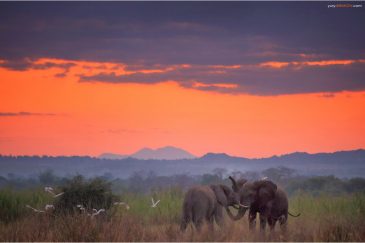 Поединок диких слонов на закате. Малави