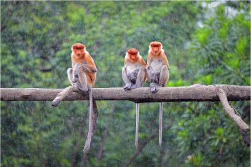 Носатые обезьяны Борнео и тропический дождь. Малайзия