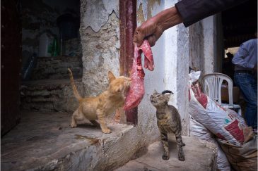 Уличные коты в городишке Мулай Идрис. Морокко