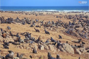 Морские котики в заповеднике Кейп-Кросс на антлантическом побережье Намибии