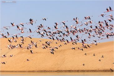 Стая фламинго над песками пустыни Намиб