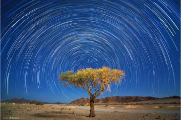 Одинокое дерево в Соссусфлей. Пустыня Намиб