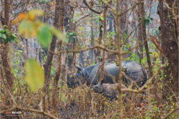 Семья носорогов в национальном парке Читван