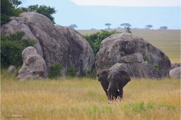 Одинокий слон в национальном парке Серенгети