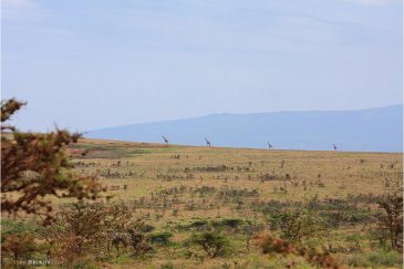 Жирафы-палочки в заповеднике Нгоронгоро