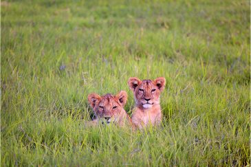 Маленькие львы в национальном парке Серенгети