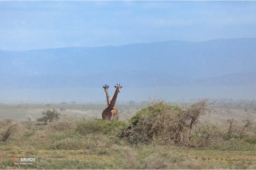 Парочка жирафов в заповеднике Нгоронгоро