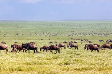 Великая миграция антилоп гну в нац. парке Серенгети