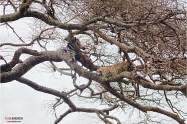 Леопард и его жертва в нац. парке Серенгети