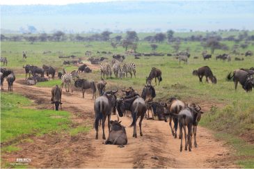 Великая миграция антилоп Гну и зебр в нац. парке Серенгети