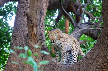Леопард в национальном парке Южная Луангва. Замбия