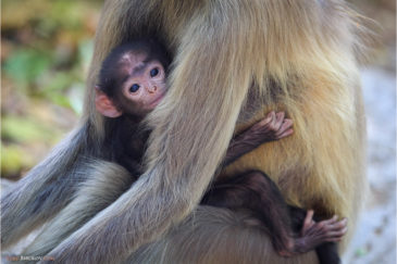 Детеныш лангура в лесу штата Гуджарат