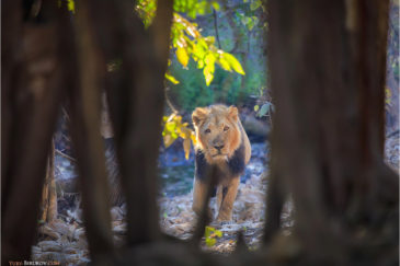 Последние азиатские львы в национальном парке Сасангир в штате Гуджарат