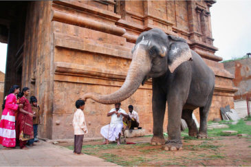 Благословение храмового слона в Танжавуре. Штат Тамилнаду