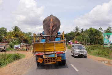 Перевозка слона в штате Тамилнаду